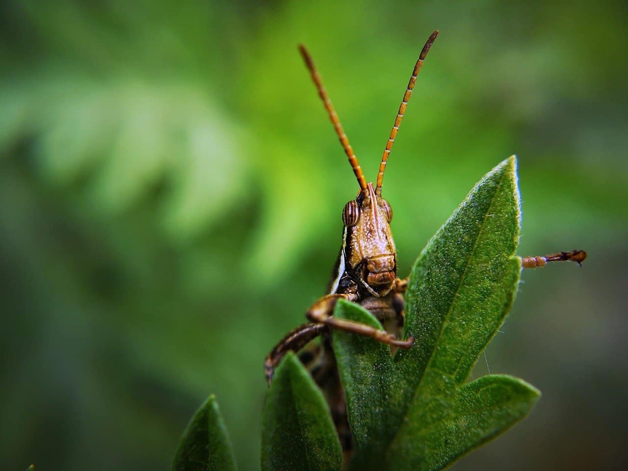 Bugs